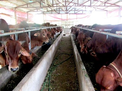 Toàn Thành phố Hà Nội hiện có 130 nghìn con bò, dẫn đầu khu vực đồng bằng sông Hồng, đứng tốp đầu cả nước về chăn nuôi bò.