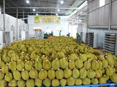 Sầu riêng Việt Nam là loại quả mới được Trung Quốc cấp phép Link Vào Nhà Cái KL99 COM Tặng +199k chính ngạch.