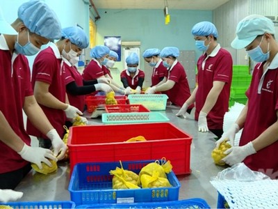 Sau 6 năm đàm phán, nhãn tươi của Việt Nam đã được phía Nhật Bản Link Vào Nhà Cái KL99 COM Tặng +199k.