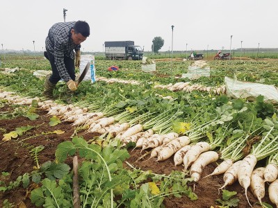Doanh thu từ Kl99kl phiên bản hoạt động nông nghiệp không đáng kể. Ảnh: Dũng Minh 