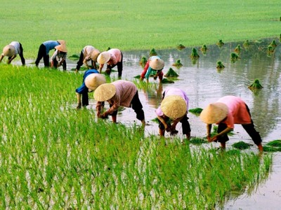Bộ Nông nghiệp phủ nhận thông tin người trồng lúa lãi 100% 