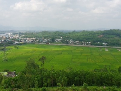 Xử lý hàng nghìn héc - ta keo chết hàng loạt: Quảng Ngãi gặp khó khăn gì? 