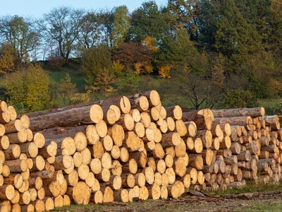 EU tăng kiểm soát một số mặt hàng nông lâm Kl994 nhà cái bóng đá world cup khẩu liên quan đến phá rừng và suy thoái rừng .