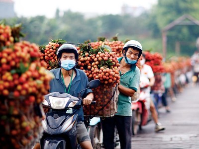 Trái vải năm nay được mùa và đang bước vào chính vụ. Ảnh: Đức Thanh