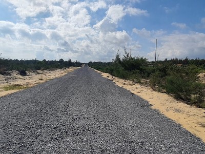 Rừng chắn cát tại khu vực bán đảo Bảo Ninh, TP. Đồng Hới, Quảng Bình. Ảnh: Ngọc Tân