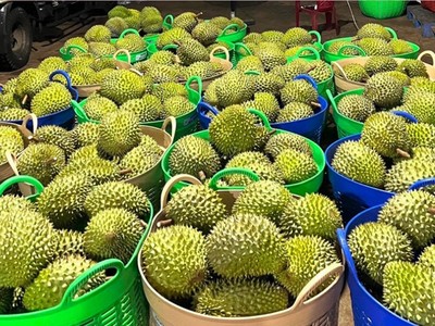 Bộ NN&PTNT nói sẽ tạm dừng sử dụng mã số vùng trồng lô hàng vi phạm kiểm dịch của Trung Quốc. 