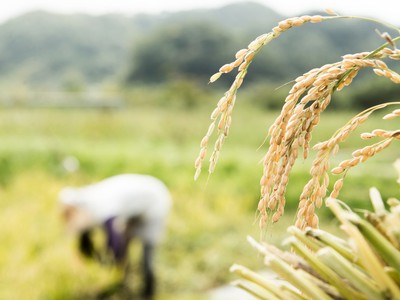 Nga tuyên bố cấm xuất khẩu gạo 'tạm thời'. Ảnh: Getty Images