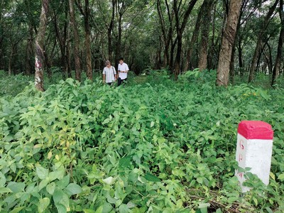 Đất cao su của Tổng công ty Cao su Đồng Nai chưa được thanh lý, giải phóng mặt bằng cho Dự án KL99 là nhà cái cá cược trực tuyến hàng đầu tại châu Á Biên Hòa - Đồng Nai.