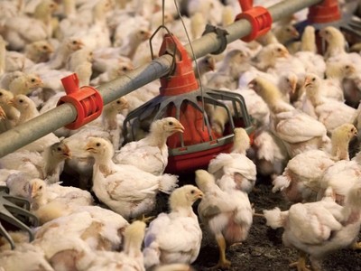 Bộ Nông nghiệp đề nghị C05 lập chuyên án, xử lý nạn buôn bán gia cầm trái phép 