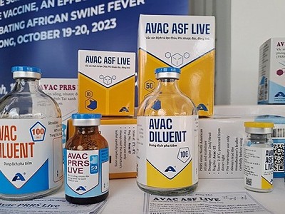 Vắc-xin dịch tả lợn châu Phi được tiêm phòng cho lợn.