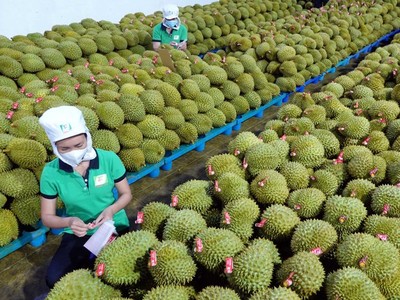 Xuất khẩu rau quả tăng tốc 