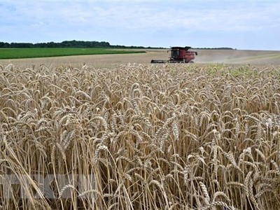 Nông dân thu hoạch lúa mì trên cánh đồng gần Kivshovata, vùng Kiev, Ukraine ngày 18/7/2023. (Ảnh: AFP/TTXVN)