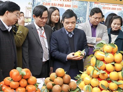 Cam Vinh là một trong những sản phẩm OCOP chủ lực của Nghệ An. Ảnh minh họa