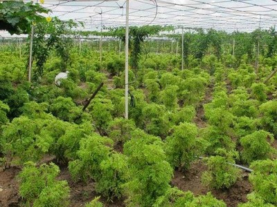 Ninh Thuận tìm nhà Kl99ok phiên bản mới cho dự án trồng cây dược liệu rộng gần 30 ha 