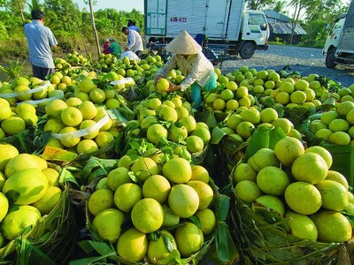 Nông dân chuyên nghiệp là yêu cầu tiên quyết để hình thành một nền nông nghiệp chuyên nghiệp.
