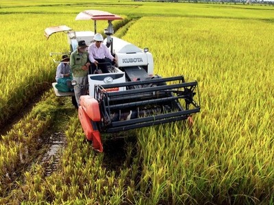 WB cho Việt Nam vay 350-400 triệu USD thực hiện đề án 1 triệu ha lúa phát thải thấp