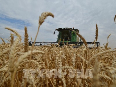 Thu hoạch lúa mỳ tại Stavropol, Nga. Ảnh: AFP/TTXVN