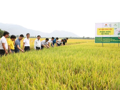 Phân bón Cà Mau triển khai nhiều mô hình cho bà con nông dân trải nghiệm sản phẩm