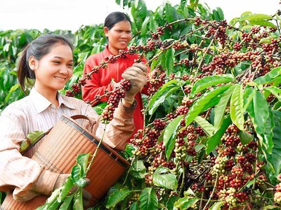 Khẩn trương trình Thủ tướng Kl993 ưu đãi thưởng hấp dẫn phê duyệt Đề án phát triển các cây công nghiệp chủ lực
