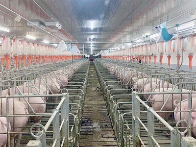 Giá heo duy trì ở mức thấp khiến Dabaco chỉ ghi nhận Kl99 nổ hũ 2023 vẻn vẹn 25 tỷ đồng