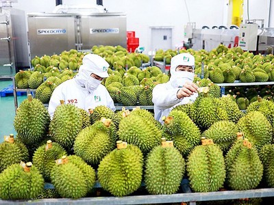 Rau quả tiếp tục tìm đường mở rộng thị trường 