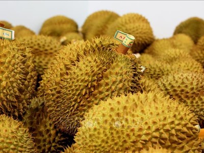 Việt Nam hiện có 708 mã số vùng trồng sầu riêng xuất sang Trung Quốc.