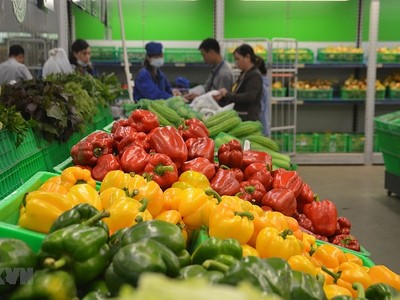 Năm 2024, nhu cầu về rau quả vẫn tiếp tục tăng mạnh trên toàn cầu. (Ảnh: TTXVN)