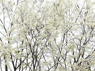 Hà Nội trắng trời hoa sưa 