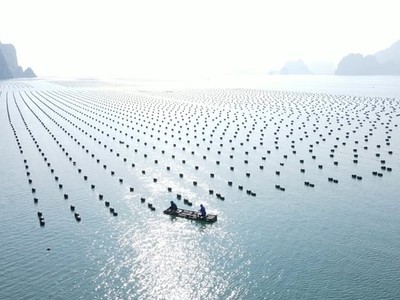 Nhiều nhà Kl99ok phiên bản mới quan tâm đến Quảng Ninh sau Hội nghị nuôi biển
