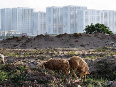 Hàng trăm dự án nhà ở không thể triển khai vì vướng quy định về đất ở. Ảnh: Dũng Minh 