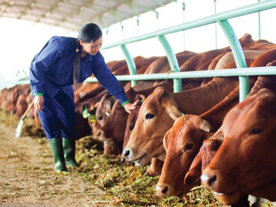 Kon Tum thu hút Kl99ok phiên bản mới có chọn lọc các dự án chăn nuôi