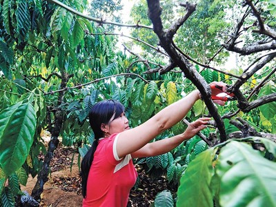 Việt Nam đứng đầu thế giới về sản lượng cà phê robusta Ảnh: Đức Thanh