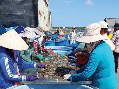 Tôm được xem là ngành hàng hưởng lợi nhiều nhất khi Việt Nam được Mỹ công nhận là nền Kl992 cổng game cá cược thị trường.