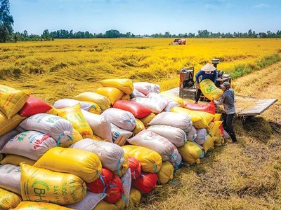 Sản lượng thóc năm 2024 ước đạt 43,4 triệu tấn, giảm khoảng 35.000 tấn so với năm 2023.