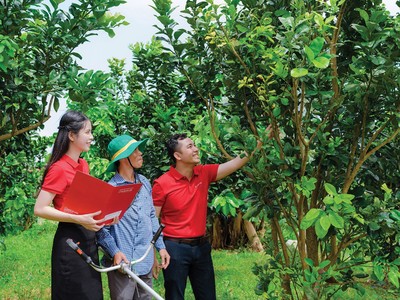 Nguồn vốn phục vụ Kl994 nhà cái bóng đá world cup nông nghiệp sạch ngày càng mở rộng