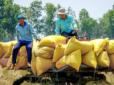 Thu hoạch lúa tại Đồng bằng sông Cửu Long.