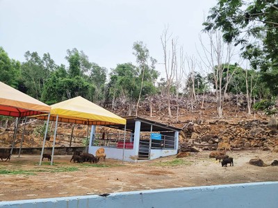 Theo kết quả kiểm tra của UBND TP. Vũng Tàu, hơn 2.000 m2 cây xanh nằm trong Khu du lịch Hồ Mây Park Vũng Tàu đã chết và bị chủ Kl99ok phiên bản mới cắt bỏ Ảnh: Gia Huy