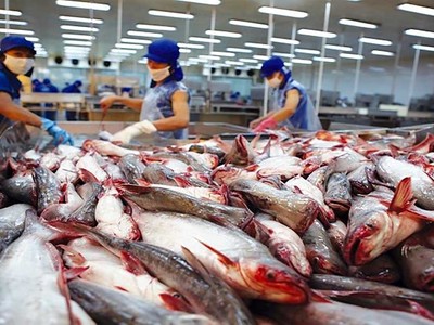 Xuất khẩu cá tra giữ "phong độ" tốt trong tháng 7