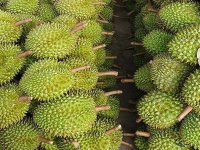 Bỏ tư duy “ăn xổi” trong phát triển ngành hàng sầu riêng 