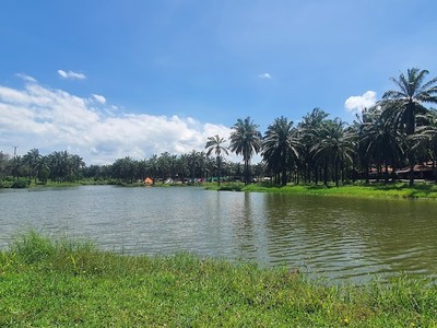 Khu vực công viên Cọ Dầu. TP. Đông Hà, tỉnh Quảng Trị