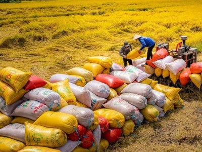 Hai bộ đề xuất thành lập Hội đồng lúa gạo quốc gia