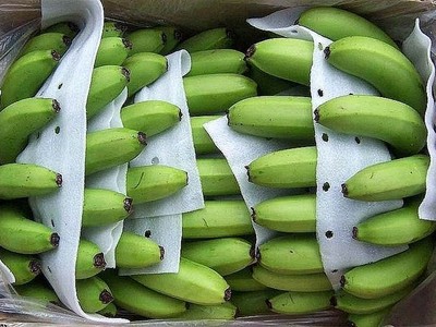Việt Nam giữ thị phần xuất khẩu chuối tươi số 1 tại Trung Quốc.