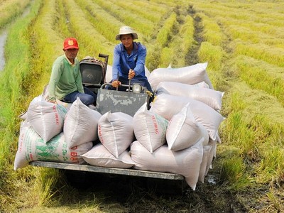 Việt Nam đã xuất khẩu 6,16 triệu tấn gạo, doanh thu 3,85 tỷ USD, giá gạo xuất khẩu tiếp tục khởi sắc. 