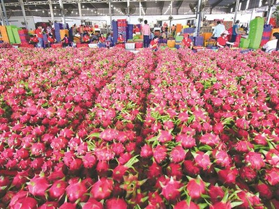 Thanh long là một trong những loại trái cây chủ lực của Việt Nam có kim ngạch xuất khẩu lớn sang Trung Quốc.