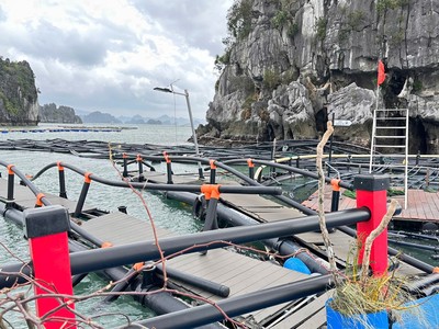Sau cơn bão Yagi, khu vùng nuôi của STP Group tại Quảng Ninh bị đứt và trôi đi hết. Ảnh: Vasep