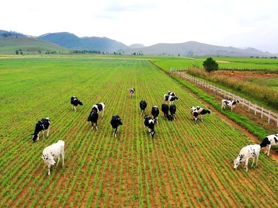 Ứng dụng công nghệ cao trong chăn nuôi giúp động vật phát triển mạnh khỏe, ít bệnh tật (ảnh minh họa)
