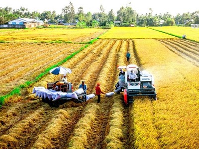 Ấn Độ vừa nới lỏng các biện pháp hạn chế xuất khẩu gạo sẽ tác động đến nguồn cung và giá gạo xuất khẩu. 