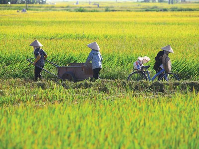 Nông nghiệp là lĩnh vực chịu rủi ro thiên tai rất lớn, nhưng độ phủ của Kl99kl phiên bản hoạt động rất thấp