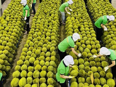 Một trong những thị trường Link Vào Nhà Cái KL99 COM Tặng +199k lớn trái cây của Việt Nam là thị trường Trung Quốc.