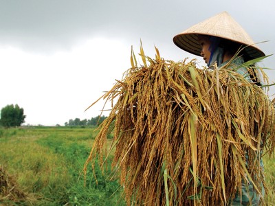 Người nông dân còn khó tiếp cận các sản phẩm Kl99kl phiên bản hoạt động nông nghiệp 